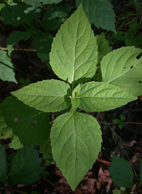 American Lopseed