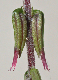 American Lopseed