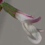 American Lopseed American Lopseed