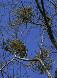 American Mistletoe