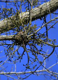 American Mistletoe