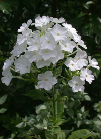 Fall Phlox