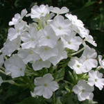 Fall Phlox