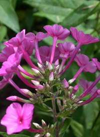 Fall Phlox