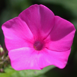 Fall Phlox