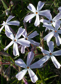 Moss Phlox