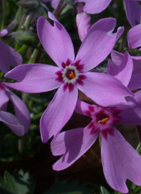 Moss Phlox