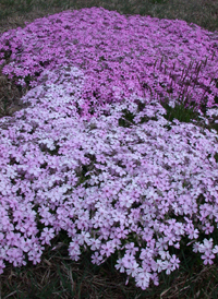 Moss Phlox