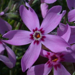 Moss Phlox Moss Phlox