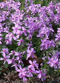 Moss Phlox