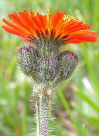 Orange Fox-and-cubs