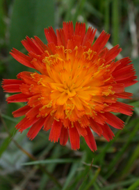 Orange Fox-and-cubs