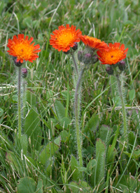 Orange Fox-and-cubs