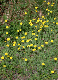 Yellow Fox-and-cubs