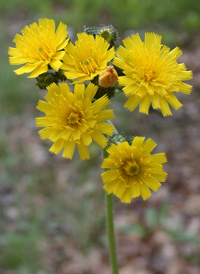 Tall Mouse-ear-hawkweed