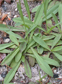 Tall Mouse-ear-hawkweed