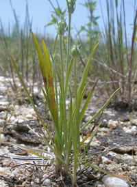 Large-bracted Plantain