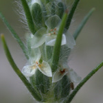 Large-bracted Plantain