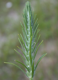 Large-bracted Plantain