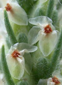 Large-bracted Plantain