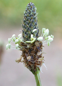 Ribwort Plantain