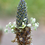 Ribwort Plantain