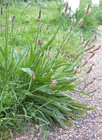 Ribwort Plantain