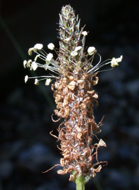 Ribwort Plantain