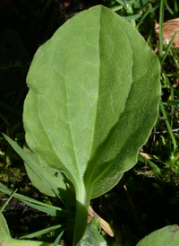 Greater Plantain