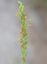 Sea Plantain