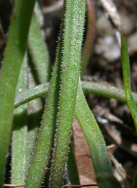 Dwarf Plantain