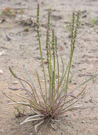 Dwarf Plantain