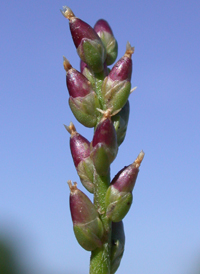 Dwarf Plantain