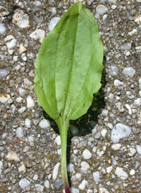 Rugel's Plantain