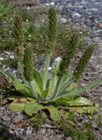 Virginia Plantain