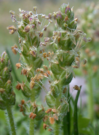 Virginia Plantain