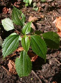 Common Clearweed