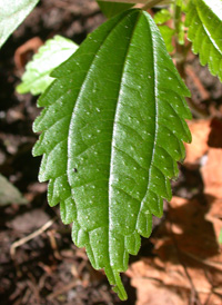 Common Clearweed