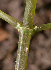 Common Clearweed