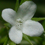 Juniperleaf Juniperleaf