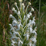 White Fringed Orchid White Fringed Orchid