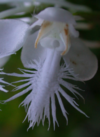 White Fringed Orchid