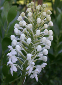 White Fringed Orchid