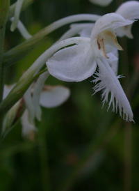 White Fringed Orchid