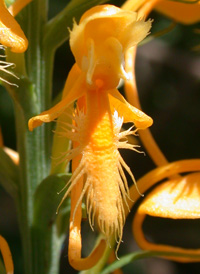 Yellow Fringed Orchid