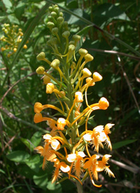 Yellow Fringed Orchid