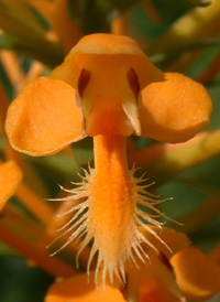 Yellow Fringed Orchid