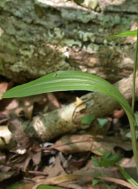 Small Green Wood Orchid