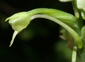 Small Green Wood Orchid