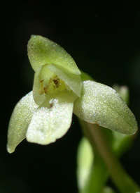 Small Green Wood Orchid